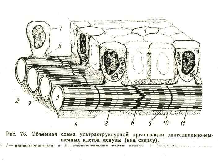 Строение кардиомиоцита схема