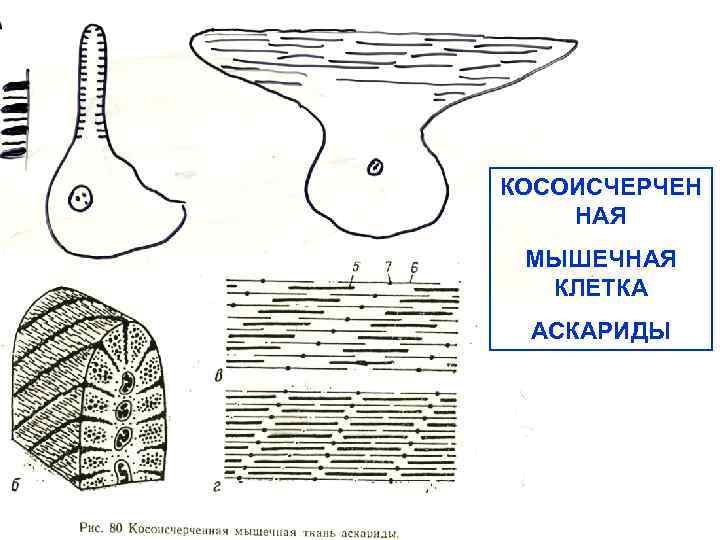 КОСОИСЧЕРЧЕН НАЯ МЫШЕЧНАЯ КЛЕТКА АСКАРИДЫ 