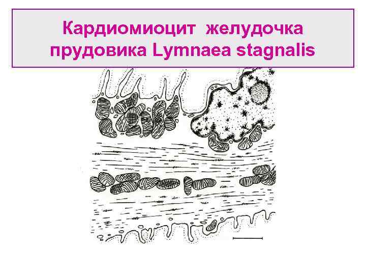 Кардиомиоцит желудочка прудовика Lymnaea stagnalis 