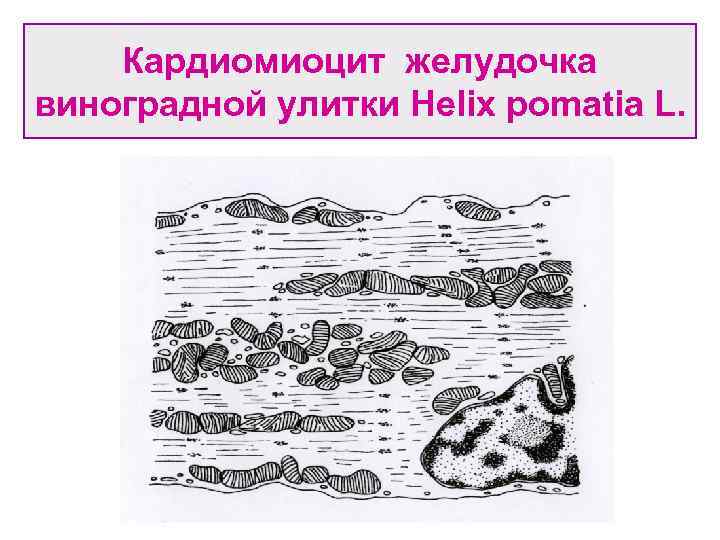 Кардиомиоцит желудочка виноградной улитки Helix pomatia L. 