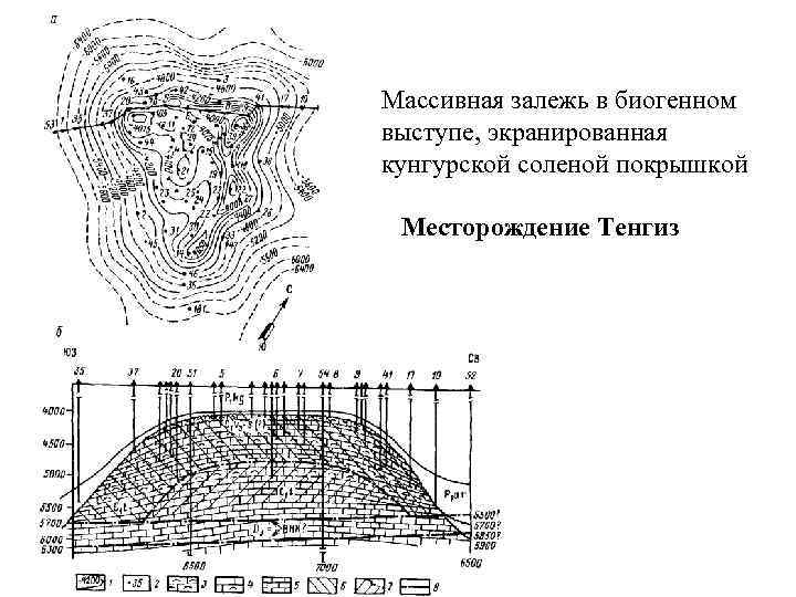 Массивная залежь в биогенном выступе, экранированная кунгурской соленой покрышкой Месторождение Тенгиз 