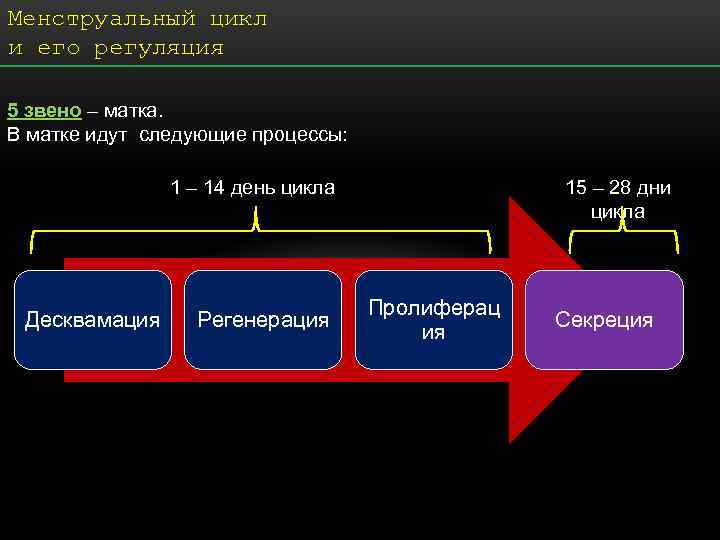 Менструальный цикл и его регуляция 5 звено – матка. В матке идут следующие процессы: