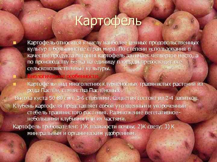 Картофель относится к числу наиболее ценных продовольственных культур в большинстве стран мира. По степени