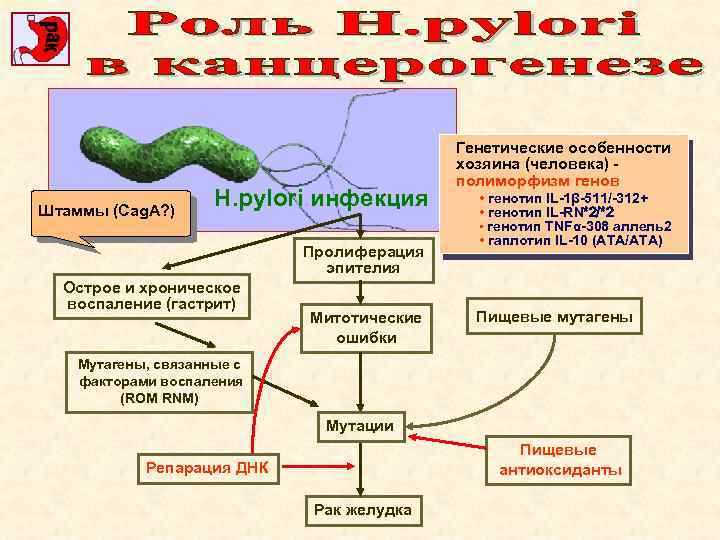 Штаммы (Cag. A? ) H. pylori инфекция Пролиферация эпителия Острое и хроническое воспаление (гастрит)