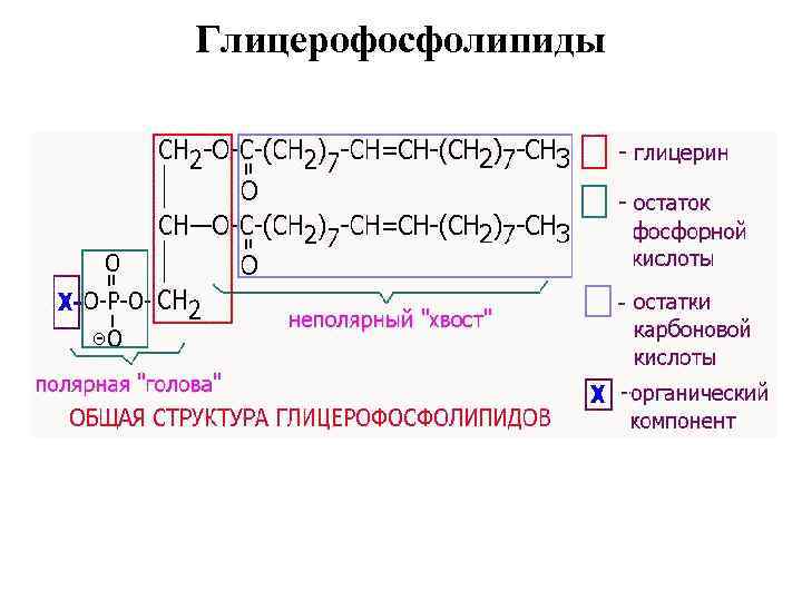 Глицерофосфолипиды 