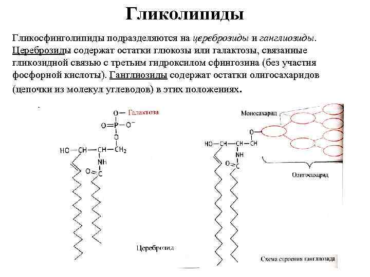 Гликолипиды Гликосфинголипиды подразделяются на цереброзиды и ганглиозиды. Цереброзиды содержат остатки глюкозы или галактозы, связанные