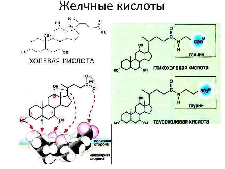 Желчные кислоты 