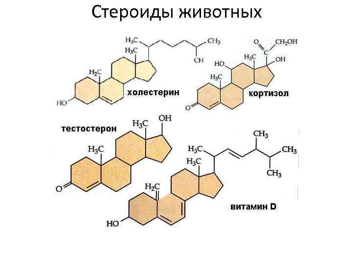 Стероиды животных 