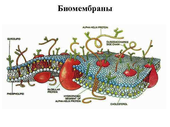 Биомембраны 
