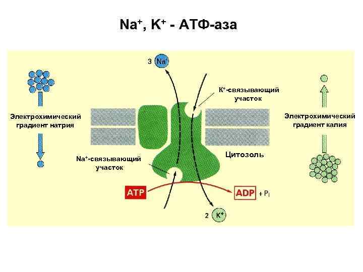 Na+, K+ - АТФ-аза К+-связывающий участок Электрохимический градиент калия Электрохимический градиент натрия Na+-связывающий участок