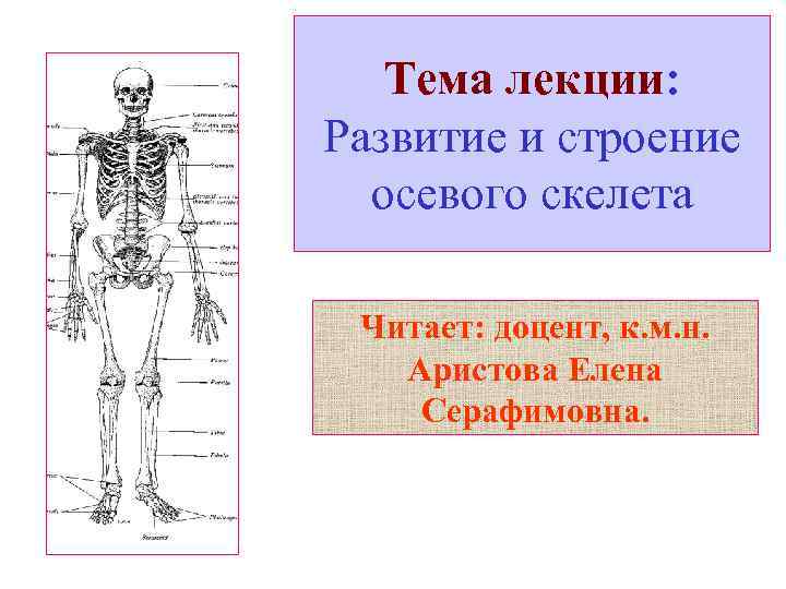 Тема лекции: Развитие и строение осевого скелета Читает: доцент, к. м. н. Аристова Елена