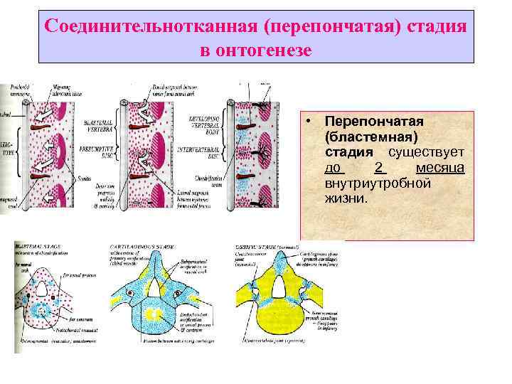 Соединительнотканная (перепончатая) стадия в онтогенезе • Перепончатая (бластемная) стадия существует до 2 месяца внутриутробной