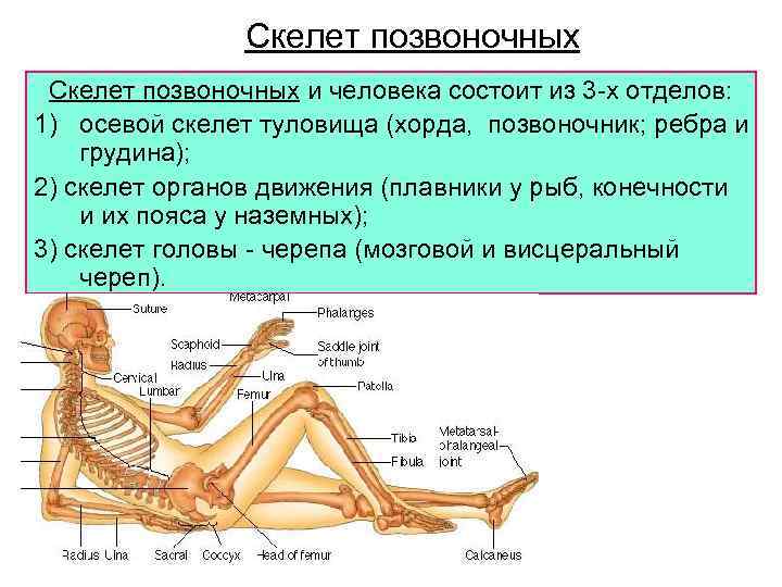 Скелет позвоночных и человека состоит из 3 -х отделов: 1) осевой скелет туловища (хорда,