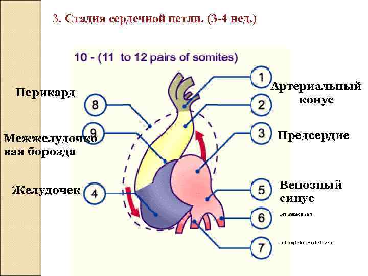 3. Стадия сердечной петли. (3 -4 нед. ) Перикард Межжелудочко вая борозда Желудочек Артериальный