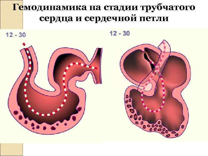 Гемодинамика на стадии трубчатого сердца и сердечной петли 