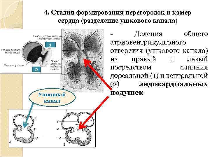 4. Стадия формирования перегородок и камер сердца (разделение ушкового канала) 1 2 Ушковый канал