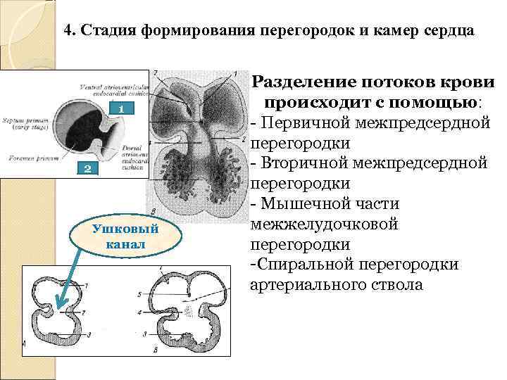 4. Стадия формирования перегородок и камер сердца 1 2 Ушковый канал Разделение потоков крови
