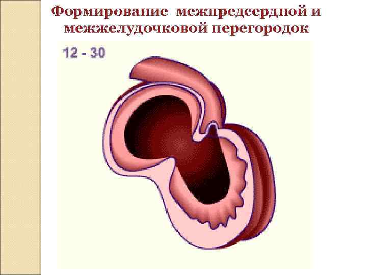 Формирование межпредсердной и межжелудочковой перегородок 