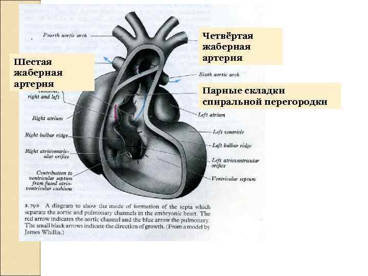 Шестая жаберная артерия Четвёртая жаберная артерия Парные складки спиральной перегородки 