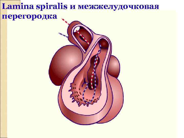 Lamina spiralis и межжелудочковая перегородка 