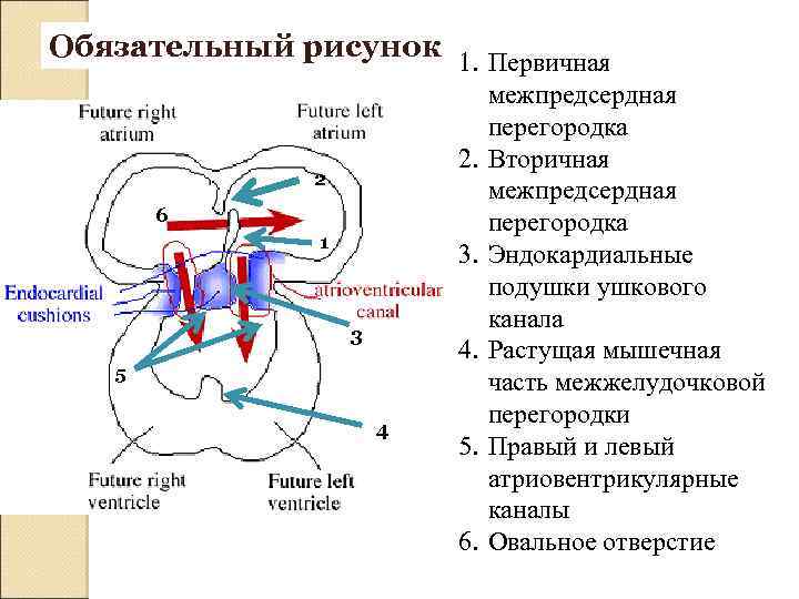 Обязательный рисунок 1. Первичная 2. 2 6 1 3. 3 4. 5 4 5.