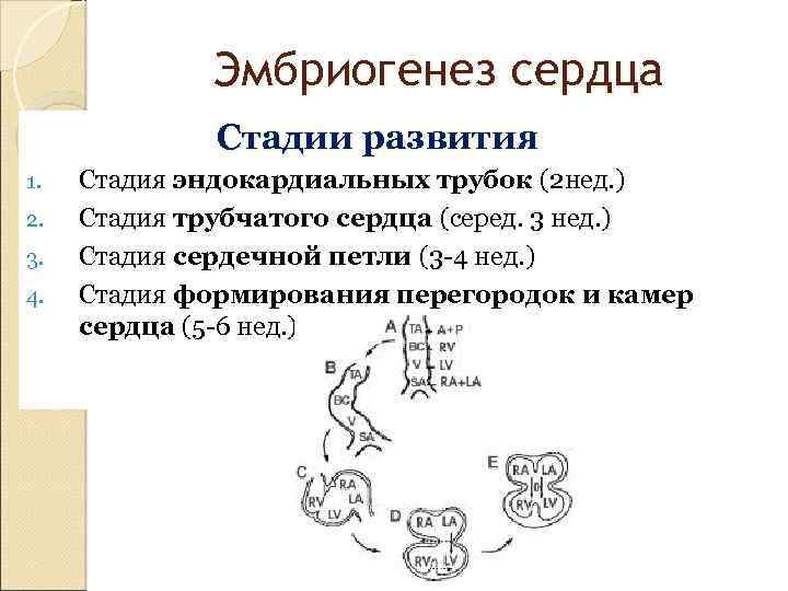 Эмбриогенез сердца Стадии развития 1. 2. 3. 4. Стадия эндокардиальных трубок (2 нед. )
