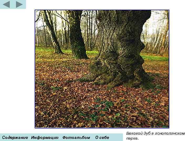 Содержание Информация Фотоальбом О себе Вековой дуб в яснополянском парке. 