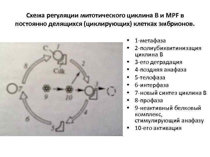 Схема регуляции митотического циклина В и MPF в постоянно делящихся (циклирующих) клетках эмбрионов. •