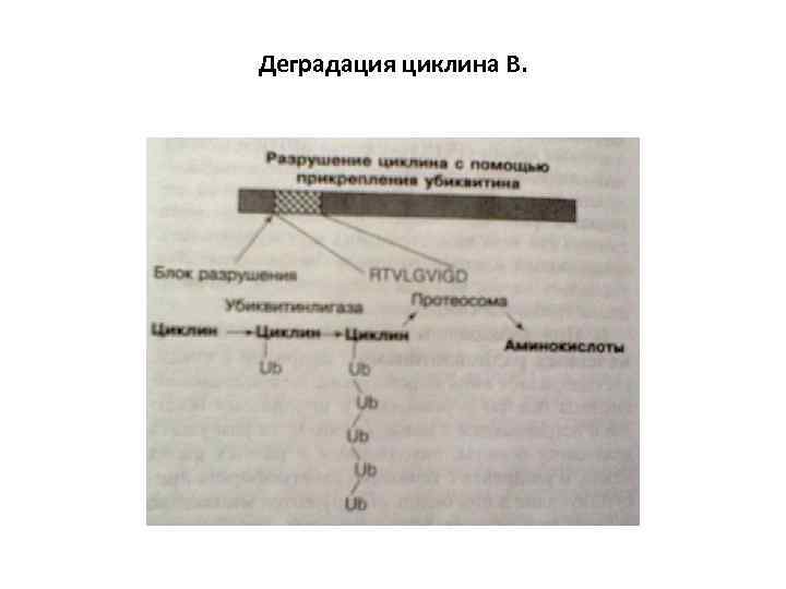 Деградация циклина В. 