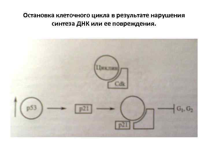 Остановка клеточного цикла в результате нарушения синтеза ДНК или ее повреждения. 