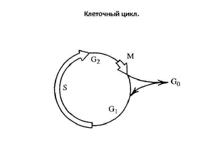 Фазы клеточного цикла рисунок