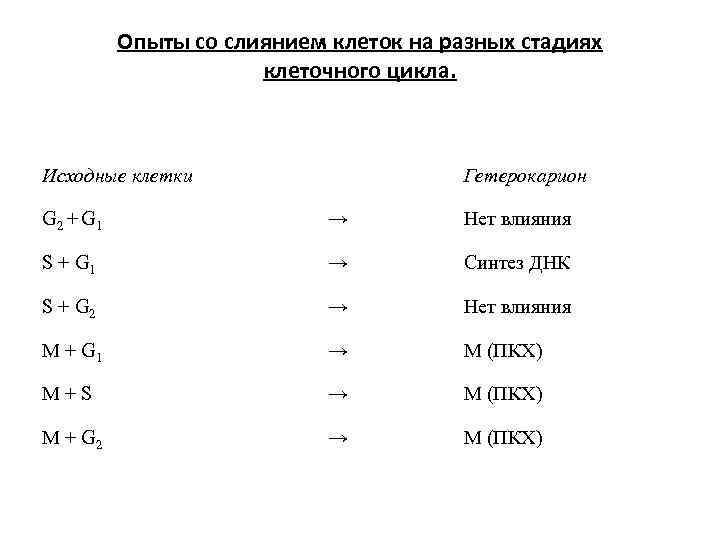 Опыты со слиянием клеток на разных стадиях клеточного цикла. Исходные клетки Гетерокарион G 2