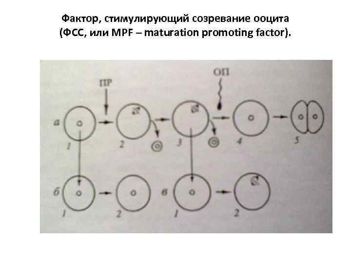 Фактор, стимулирующий созревание ооцита (ФСС, или MPF – maturation promoting factor). 