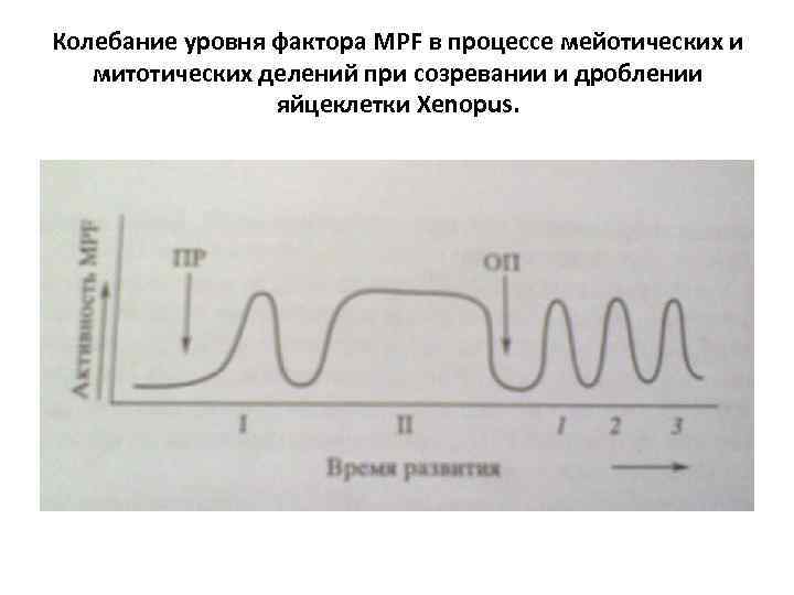 Колебание уровня фактора MPF в процессе мейотических и митотических делений при созревании и дроблении