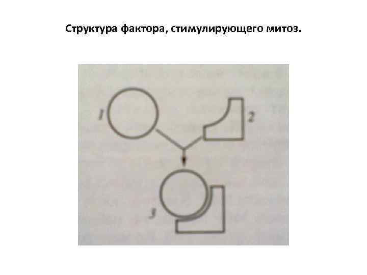 Структура фактора, стимулирующего митоз. 