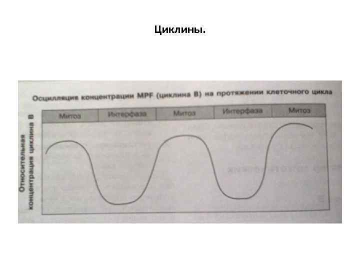 Циклины. 