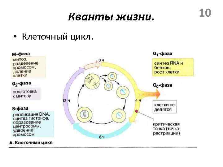 Жизнь клетки до ее деления. Стадии жизненного цикла клетки митоз. Этапы жизненного цикла клетки схема. Жизненный цикл клетки митоз схема. Схема стадий жизненного цикла клетки.
