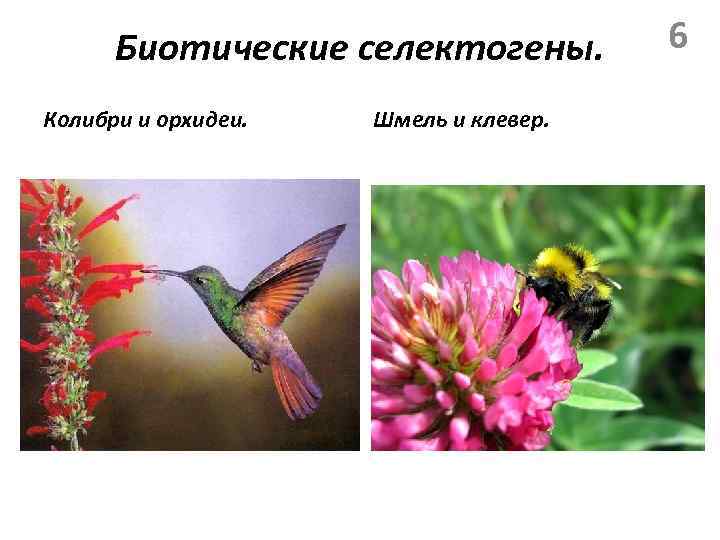 Биотические селектогены. Колибри и орхидеи. Шмель и клевер. 6 