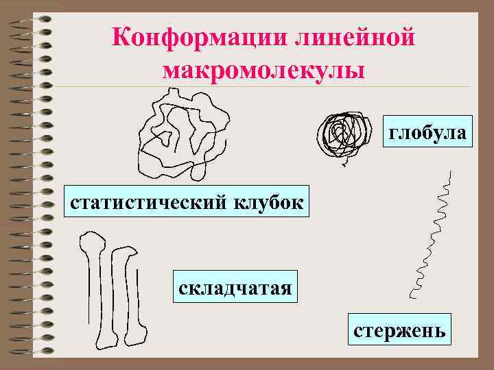 Конформации линейной макромолекулы глобула статистический клубок складчатая стержень 
