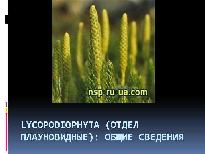 LYCOPODIOPHYTA (ОТДЕЛ ПЛАУНОВИДНЫЕ): ОБЩИЕ СВЕДЕНИЯ 