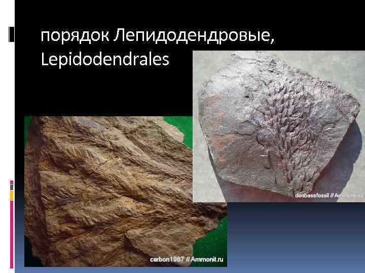 порядок Лепидодендровые, Lepidodendrales 