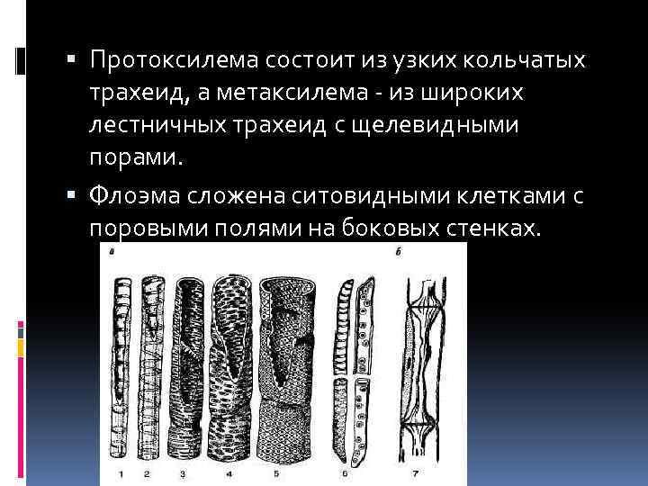  Протоксилема состоит из узких кольчатых трахеид, а метаксилема - из широких лестничных трахеид