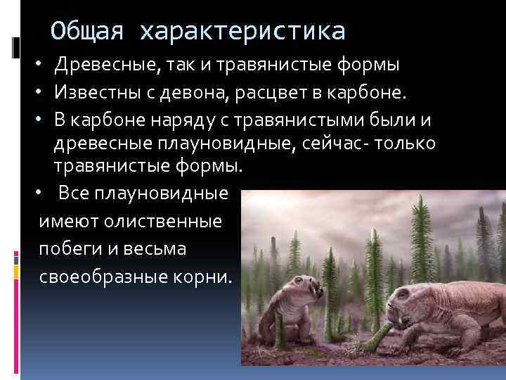 Общая характеристика • Древесные, так и травянистые формы • Известны с девона, расцвет в