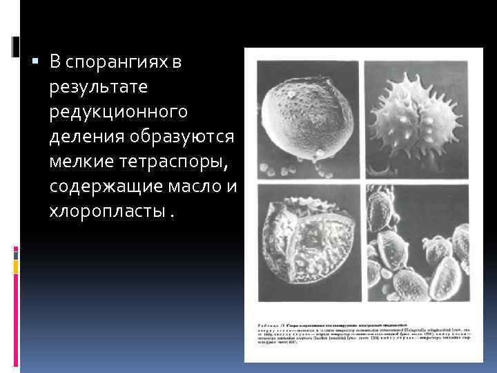  В спорангиях в результате редукционного деления образуются мелкие тетраспоры, содержащие масло и хлоропласты.