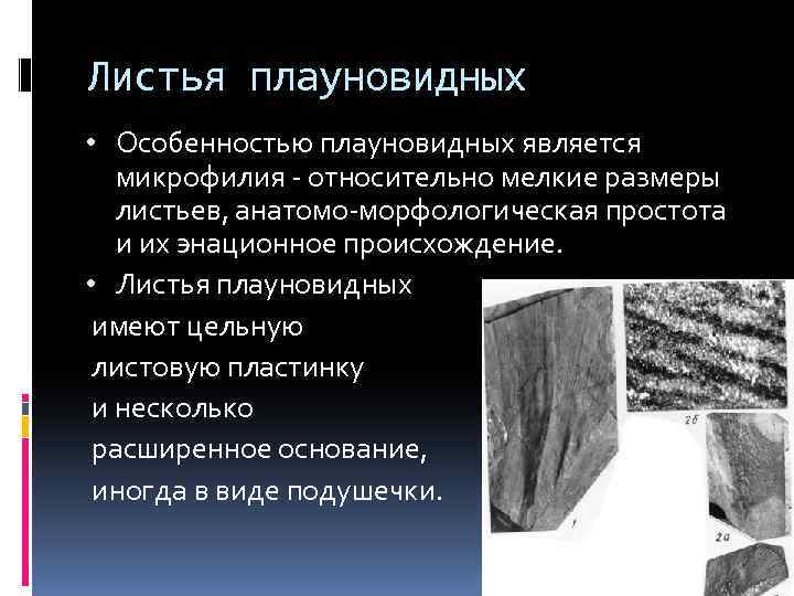 Листья плауновидных • Особенностью плауновидных является микрофилия - относительно мелкие размеры листьев, анатомо-морфологическая простота