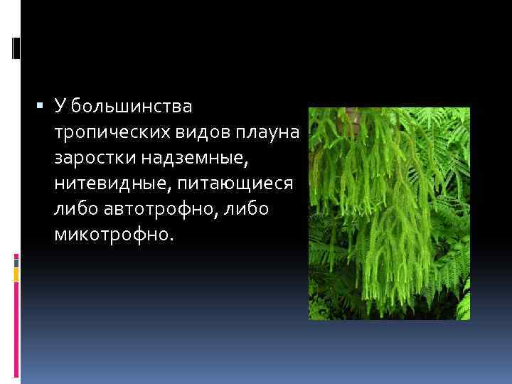  У большинства тропических видов плауна заростки надземные, нитевидные, питающиеся либо автотрофно, либо микотрофно.