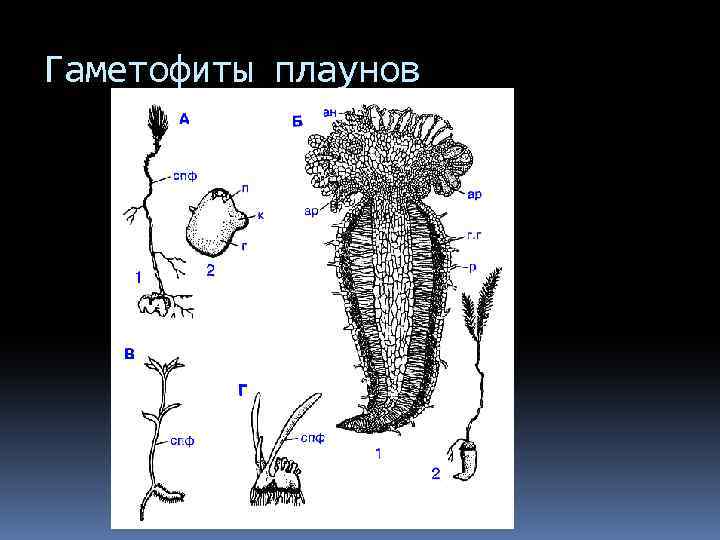 Гаметофиты плаунов 