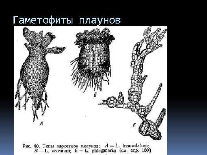 Гаметофиты плаунов 