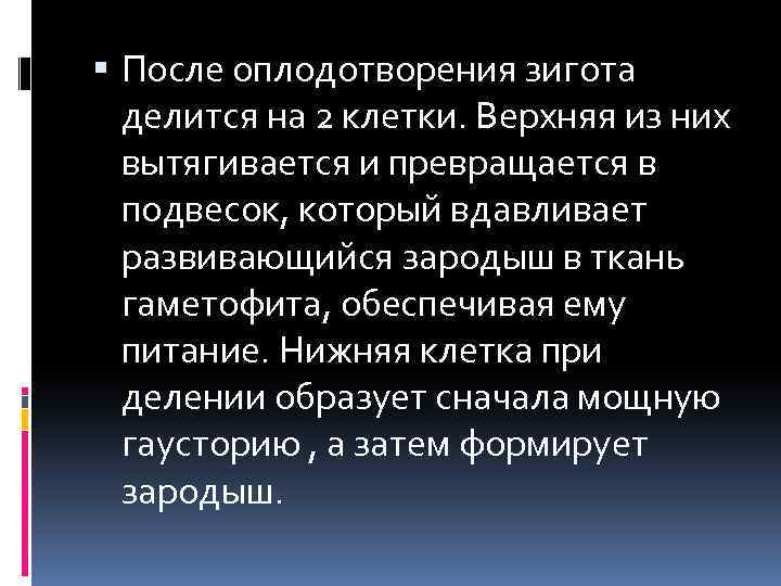  После оплодотворения зигота делится на 2 клетки. Верхняя из них вытягивается и превращается