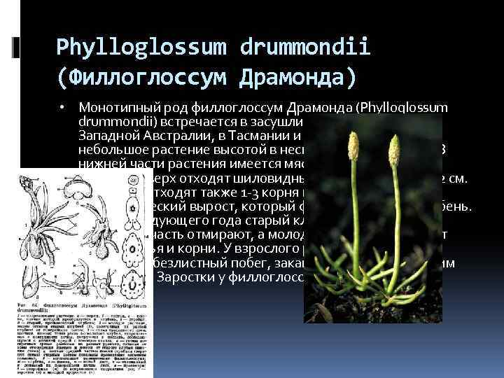 Phylloglossum drummondii (Филлоглоссум Драмонда) • Монотипный род филлоглоссум Драмонда (Phylloglossum drummondii) встречается в засушливых